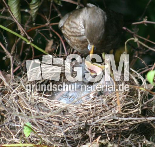 Amsel-3-Tag-7.jpg